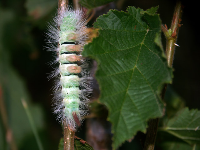 Calliteara pudibunda - Copyright © Hugues Mouret